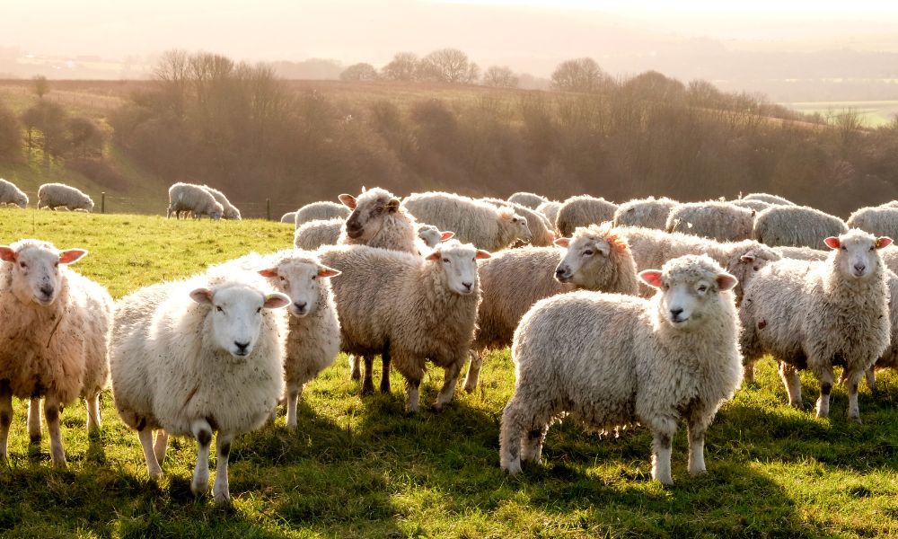 TangentMaterials-221390-Start-Sheep-Farm-image1